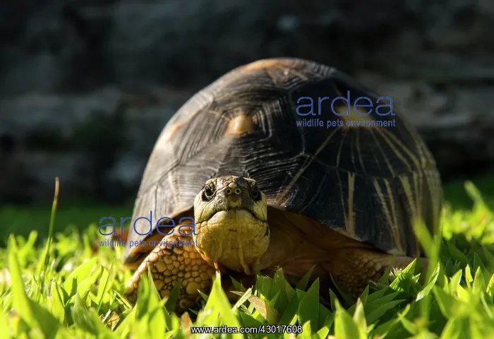  : Angonoka Tortoise