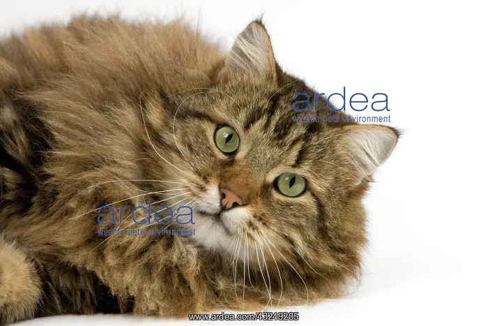 : Angora Domestic Cat, Male laying against White Background : Angora Domestic Cat, Male laying against White Background