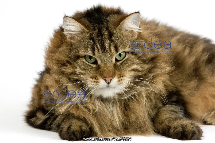 : Angora Domestic Cat, Male laying against White Background : Angora Domestic Cat, Male laying against White Background