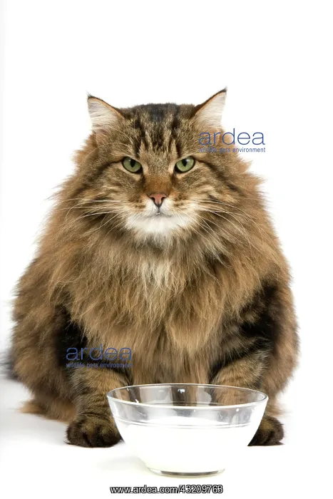 : Angora Domestic Cat, Male with Milk against White Background : Angora Domestic Cat, Male with Milk against White Background
