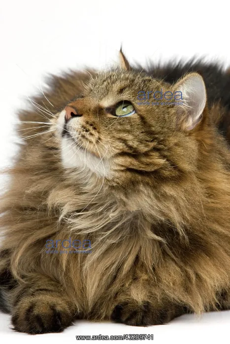: Angora Domestic Cat, Male against White Background : Angora Domestic Cat, Male against White Background