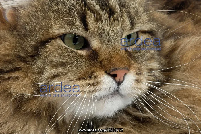 : Angora Domestic Cat, Portrait of Male : Angora Domestic Cat, Portrait of Male
