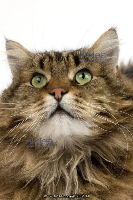 : ANGORA DOMESTIC CAT, PORTRAIT OF MALE : ANGORA DOMESTIC CAT, PORTRAIT OF MALE