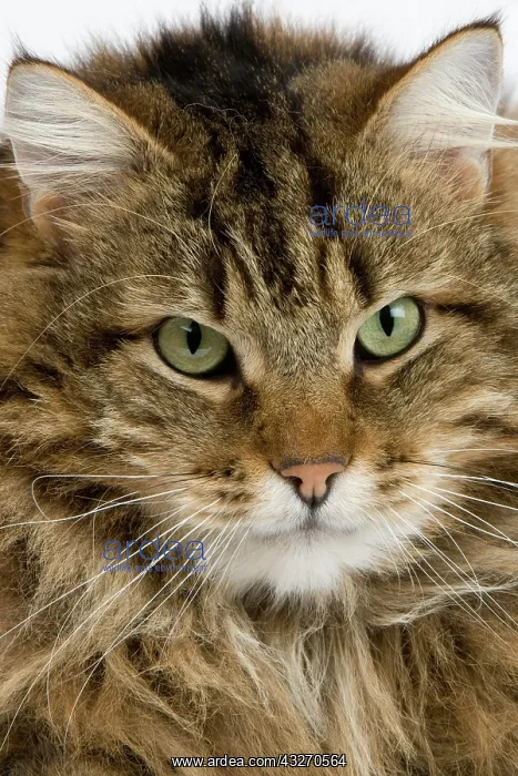 : Angora Domestic Cat, Portrait of Male : Angora Domestic Cat, Portrait of Male