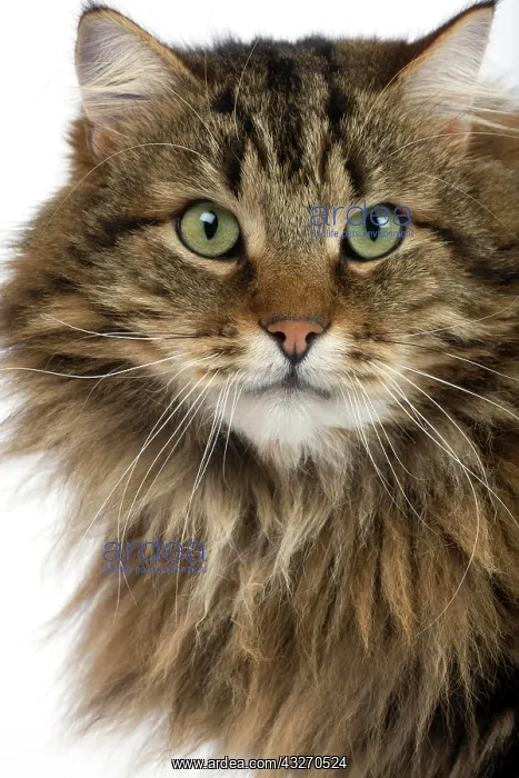 : Angora Domestic Cat, Portrait of Male against White : Angora Domestic Cat, Portrait of Male against White