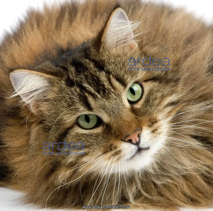 : Angora Domestic Cat, Portrait of Male against White : Angora Domestic Cat, Portrait of Male against White