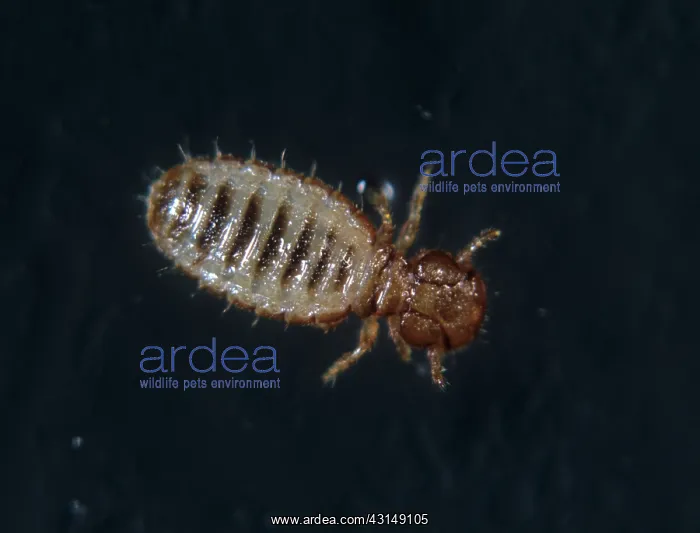 : Angora goat biting louse : Angora goat biting louse