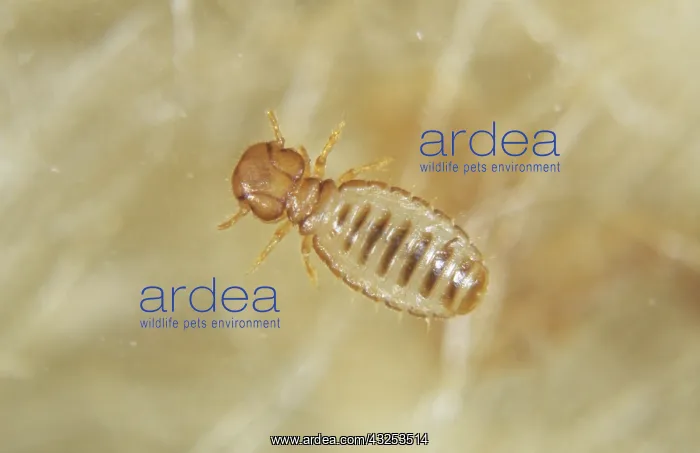 : Angora goat biting louse : Angora goat biting louse
