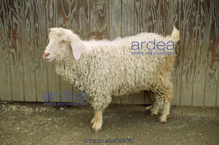  : Angora Goat - domestic
