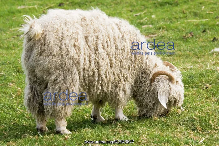 : Angora goat - grazing : Angora goat - grazing