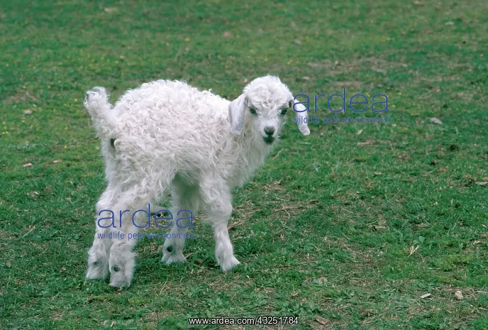 : Angora Goat Kid : Angora Goat Kid