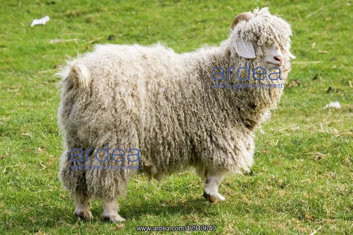 : Angora Goat - Rare Breed Trust Cotswold Farm Park : Angora Goat - Rare Breed Trust Cotswold Farm Park