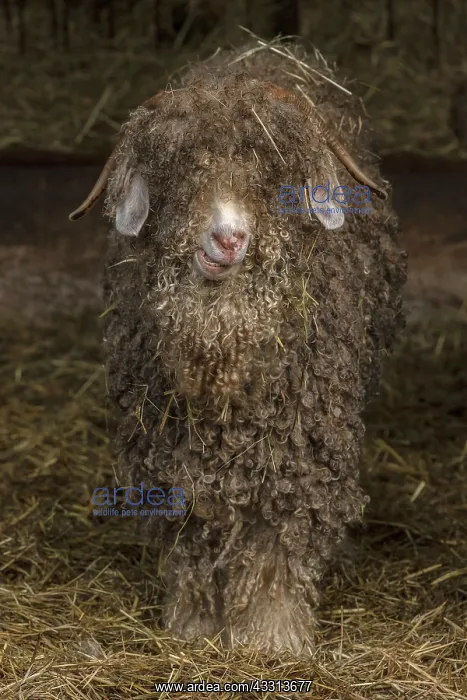 : Angora goat, reared for the production of Mohair : Angora goat, reared for the production of Mohair