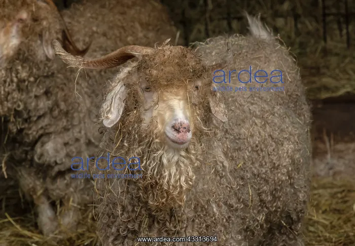 : Angora goat, reared for the production of Mohair : Angora goat, reared for the production of Mohair