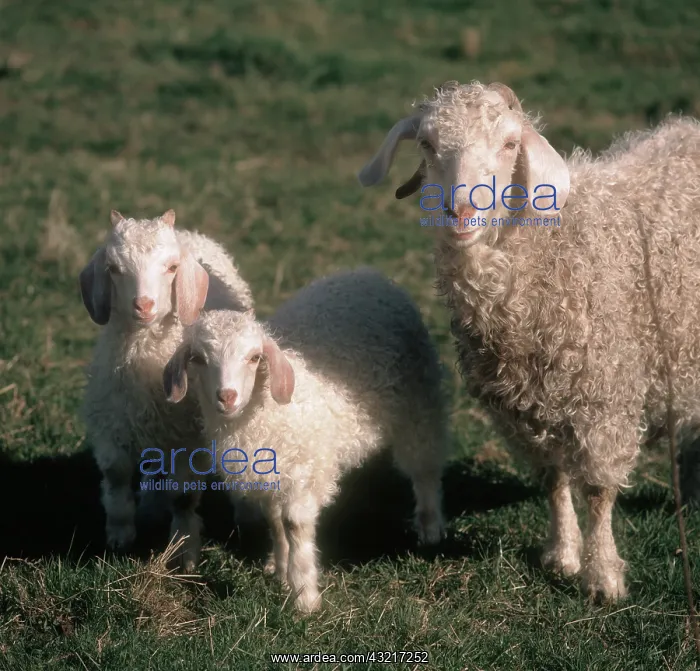 : Angora goat with twins : Angora goat with twins