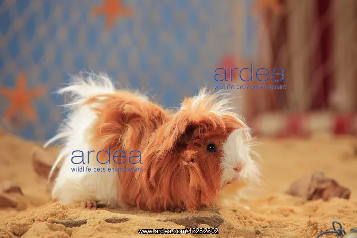 : Angora guinea pig, red-white, in the sand, summer : Angora guinea pig, red-white, in the sand, summer
