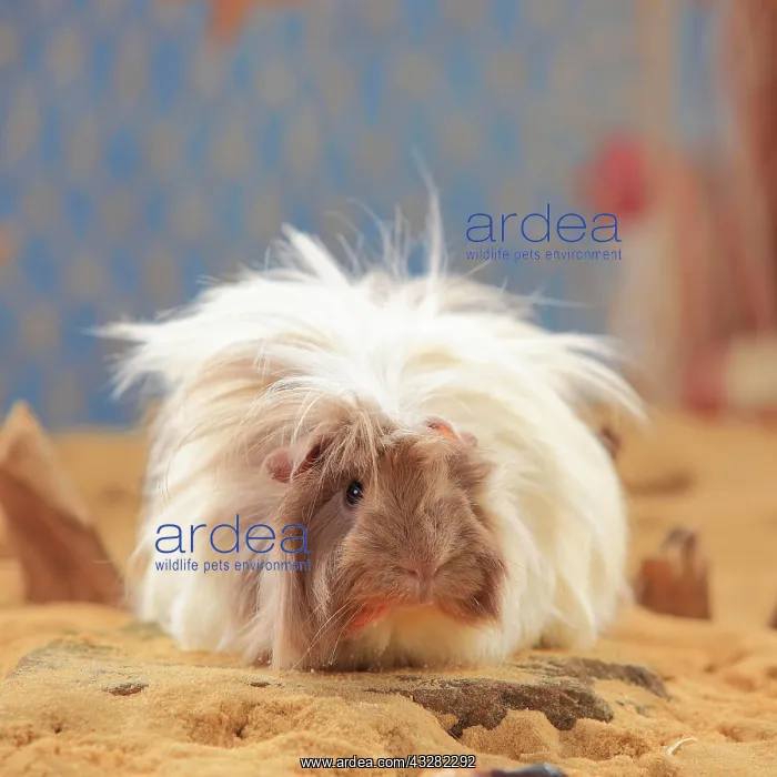 : Angora guinea pig, slateblue-gold-white, in the : Angora guinea pig, slateblue-gold-white, in the
