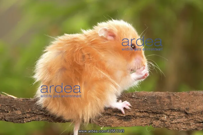  : Angora Hamster