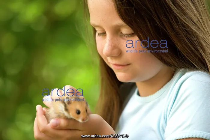  : Angora Hamster - being held by girl