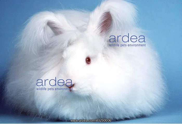 : Angora RABBIT : Angora RABBIT