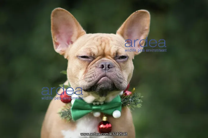 : Angry red fawn French Bulldog dog wearing seasonal : Angry red fawn French Bulldog dog wearing seasonal