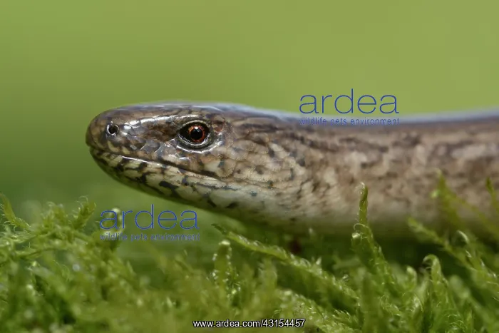 : Anguis fragilis : Anguis fragilis
