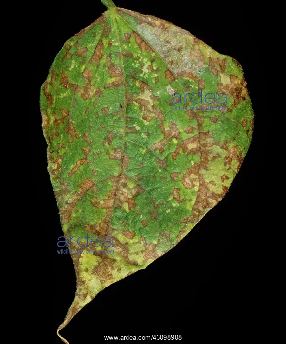 : Angular Leaf Spot : Angular Leaf Spot