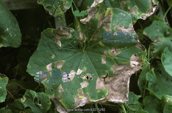 : Angular Leaf Spot on Squash leaf : Angular Leaf Spot on Squash leaf
