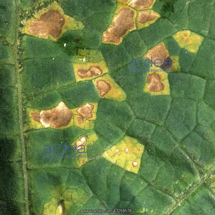 : Angular Leaf Spot on Squash leaf : Angular Leaf Spot on Squash leaf