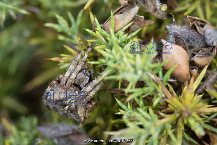 : Angular Orb Weaving Spider : Angular Orb Weaving Spider