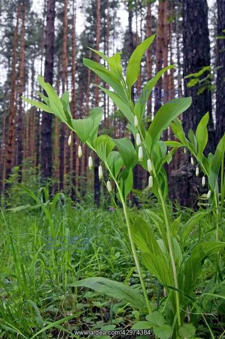 : Angular Solomon - seal / Scented Solomon - seal : Angular Solomon - seal / Scented Solomon - seal