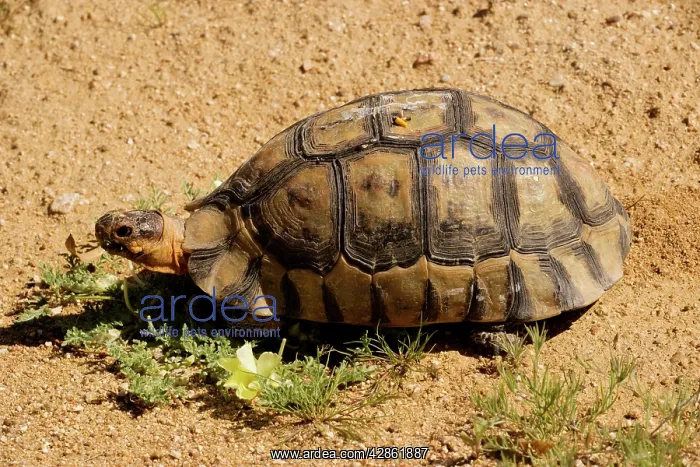 : Angulate Tortoise, light phase, male : Angulate Tortoise, light phase, male