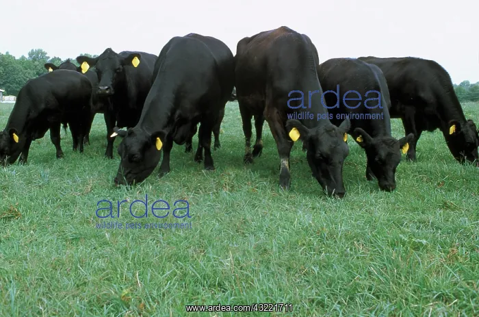 : Angus cattle : Angus cattle