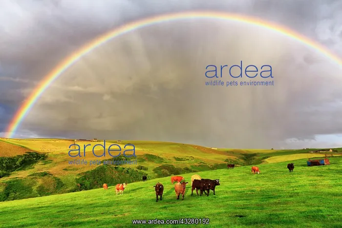 : Angus cattle grazing on pasture in agricultural : Angus cattle grazing on pasture in agricultural