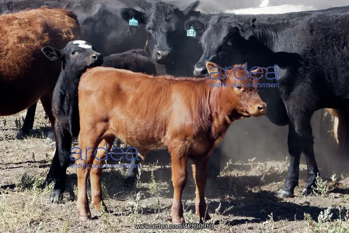 : Angus / Charolais Cattle : Angus / Charolais Cattle