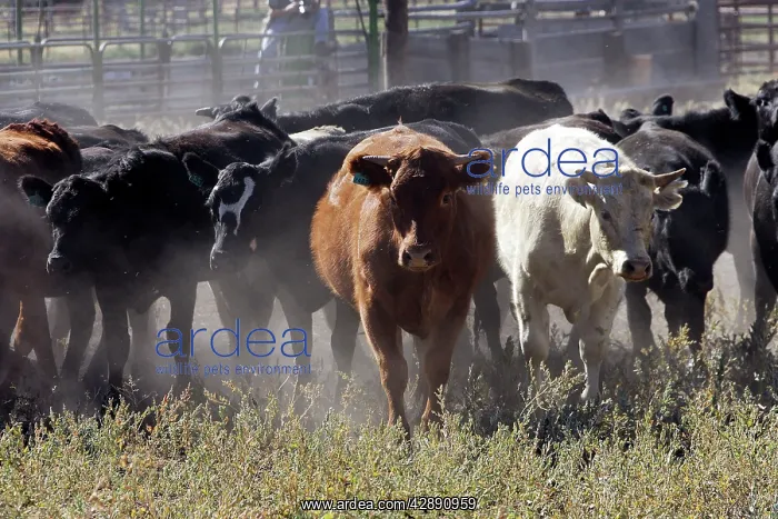 : Angus / Charolais Cattle : Angus / Charolais Cattle