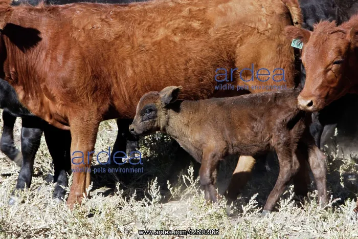 : Angus / Charolais Cattle - calf : Angus / Charolais Cattle - calf