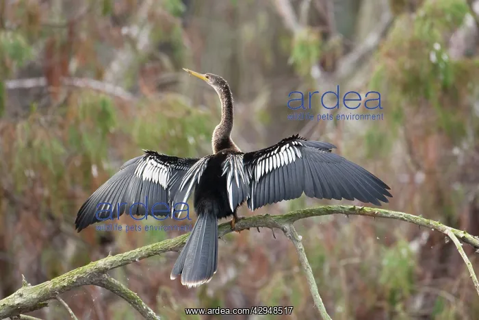 : Anhinga (Anhinga anhinga). Kissimmee Florida - USA - January : Anhinga (Anhinga anhinga). Kissimmee Florida - USA - January