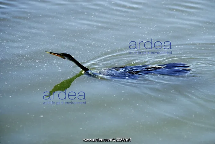 : Anhinga (Anhinga anhinga) swimming in Ding Darling National Wildlife Refuge, Florida : Anhinga (Anhinga anhinga) swimming in Ding Darling National Wildlife Refuge, Florida