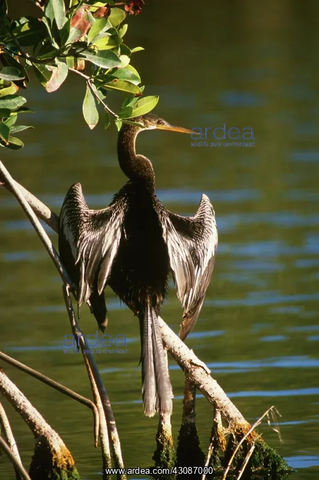 : Anhinga (Anhinga anhinga) in Ding Darling National Wildlife Refuge, Florida : Anhinga (Anhinga anhinga) in Ding Darling National Wildlife Refuge, Florida
