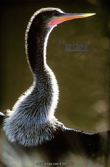 : Anhinga (Anhinga anhinga) in Ding Darling National Wildlife Refuge, Florida : Anhinga (Anhinga anhinga) in Ding Darling National Wildlife Refuge, Florida