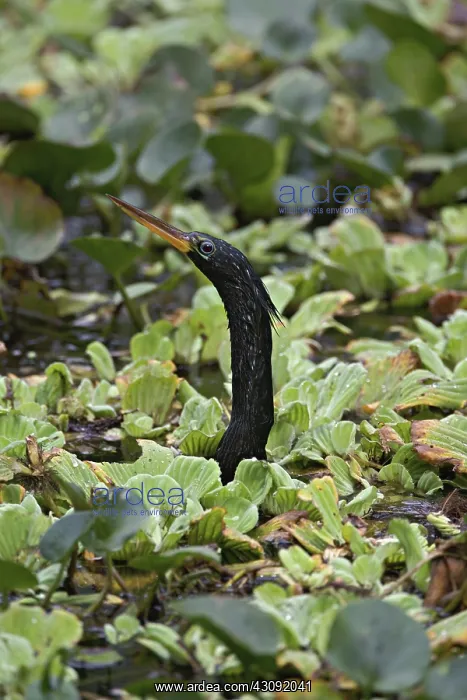 : Anhinga (Anhinga anhinga) pictured in Corkscrew Swamp Sanctuary near Naples, Forida : Anhinga (Anhinga anhinga) pictured in Corkscrew Swamp Sanctuary near Naples, Forida