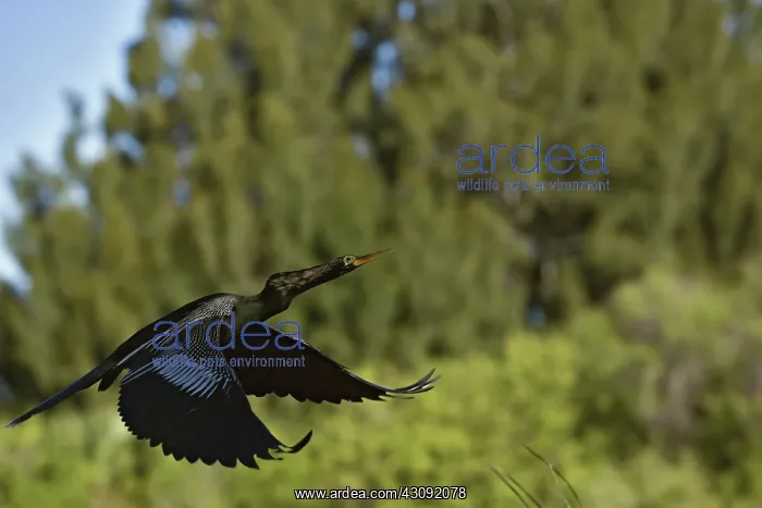: Anhinga (Anhinga anhinga) in flight at Ding Darling National Wildlife Refuge : Anhinga (Anhinga anhinga) in flight at Ding Darling National Wildlife Refuge