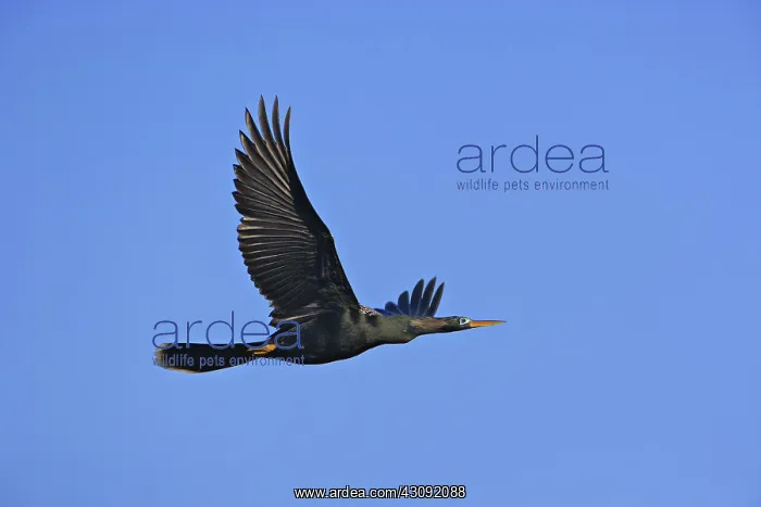 : Anhinga (Anhinga anhinga) in flight at Ding Darling National Wildlife Refuge : Anhinga (Anhinga anhinga) in flight at Ding Darling National Wildlife Refuge