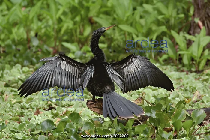 : Anhinga (Anhinga anhinga) pictured in Corkscrew Swamp Sanctuary near Naples, Forida : Anhinga (Anhinga anhinga) pictured in Corkscrew Swamp Sanctuary near Naples, Forida