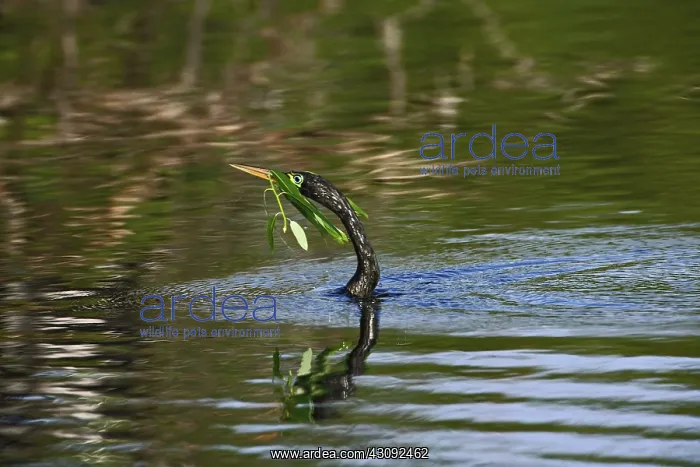 : Anhinga. Male Anhinga (Anhinga anhinga) in breeding plumage swimming with nesting material : Anhinga. Male Anhinga (Anhinga anhinga) in breeding plumage swimming with nesting material