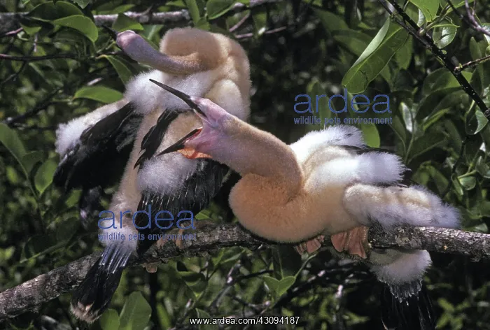 : Anhinga (Anhinga anhinga) chicks, Everglades National Park, Florida : Anhinga (Anhinga anhinga) chicks, Everglades National Park, Florida