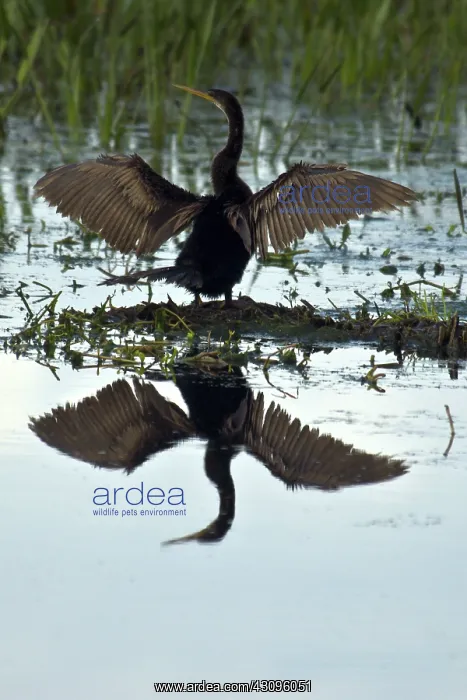 : Anhinga (Anhinga anhinga) Wakodahatchee Wetlands, Florida : Anhinga (Anhinga anhinga) Wakodahatchee Wetlands, Florida