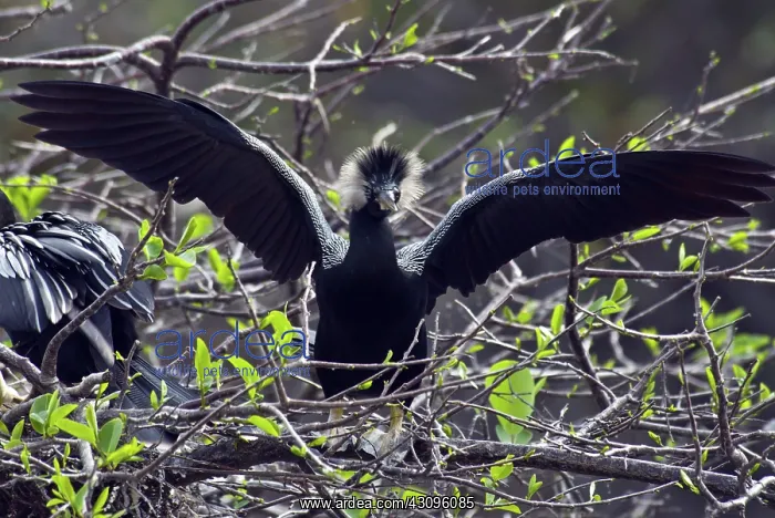 : Anhinga (Anhinga anhinga) Wakodahatchee Wetlands, Florida : Anhinga (Anhinga anhinga) Wakodahatchee Wetlands, Florida