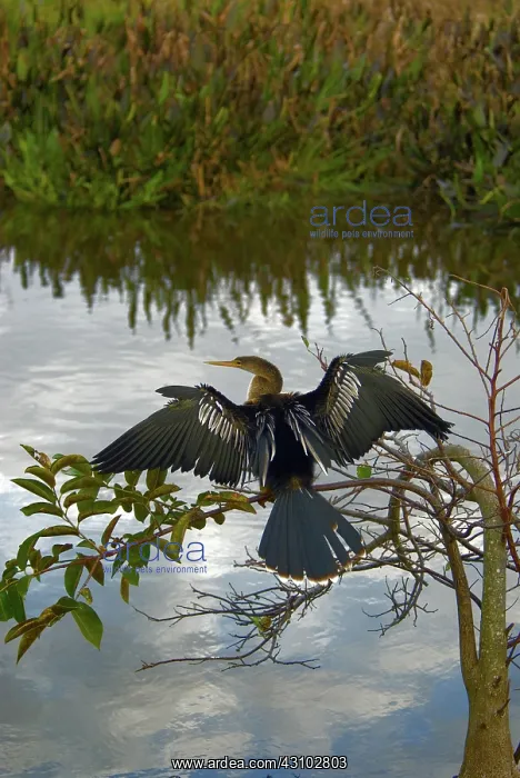 : Anhinga (Anhinga anhinga) drying its wings. Florida : Anhinga (Anhinga anhinga) drying its wings. Florida